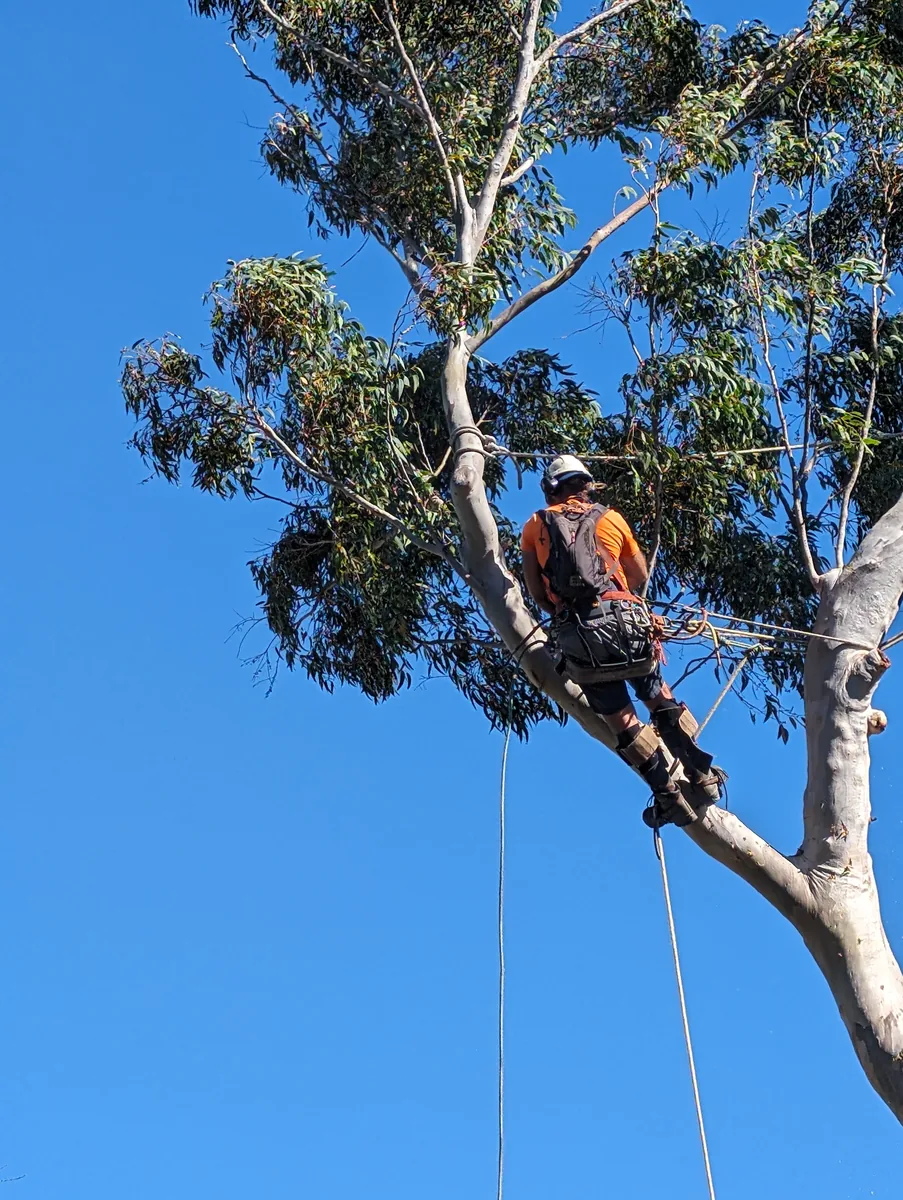 Arborist carrying out canopy reduction on a large tree on the Sunshine Coast