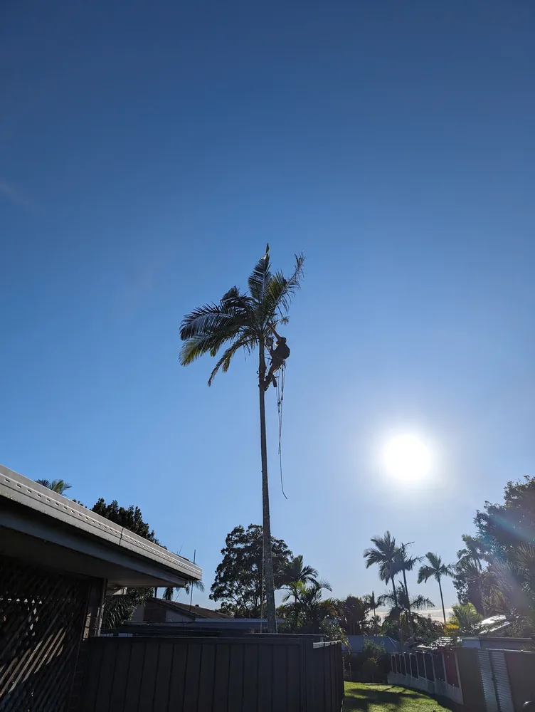 Qualified arborist lopping tree branches with a chainsaw