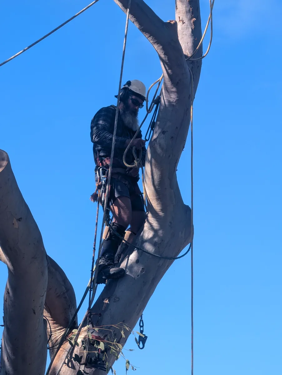 Qualified arborist climbing a large tree trunk to assess and carry out removal work