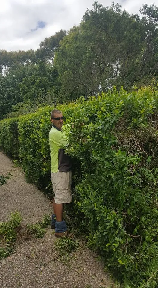 Crew member trimming a dense overgrown hedge on a Sunshine Coast property