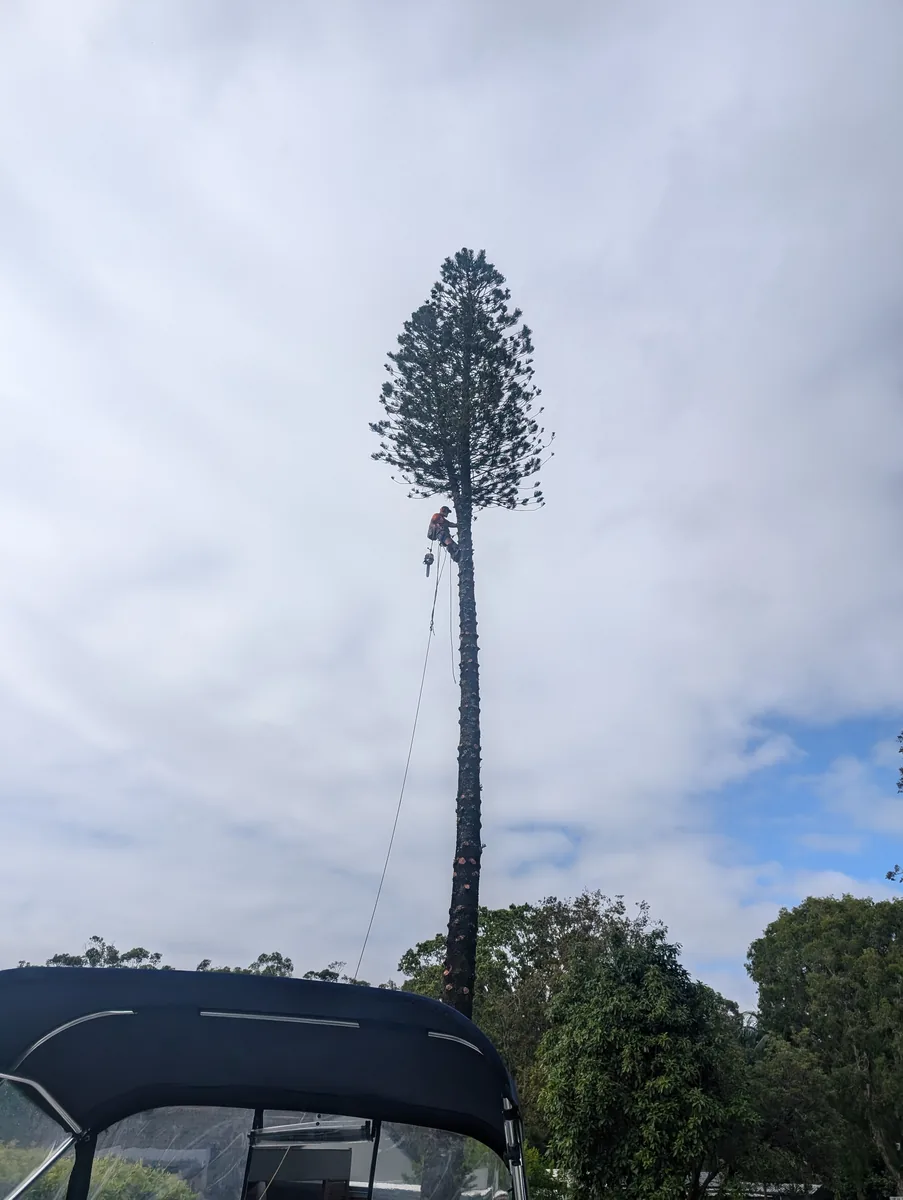 Arborist at the top of a tall palm against a blue Sunshine Coast sky