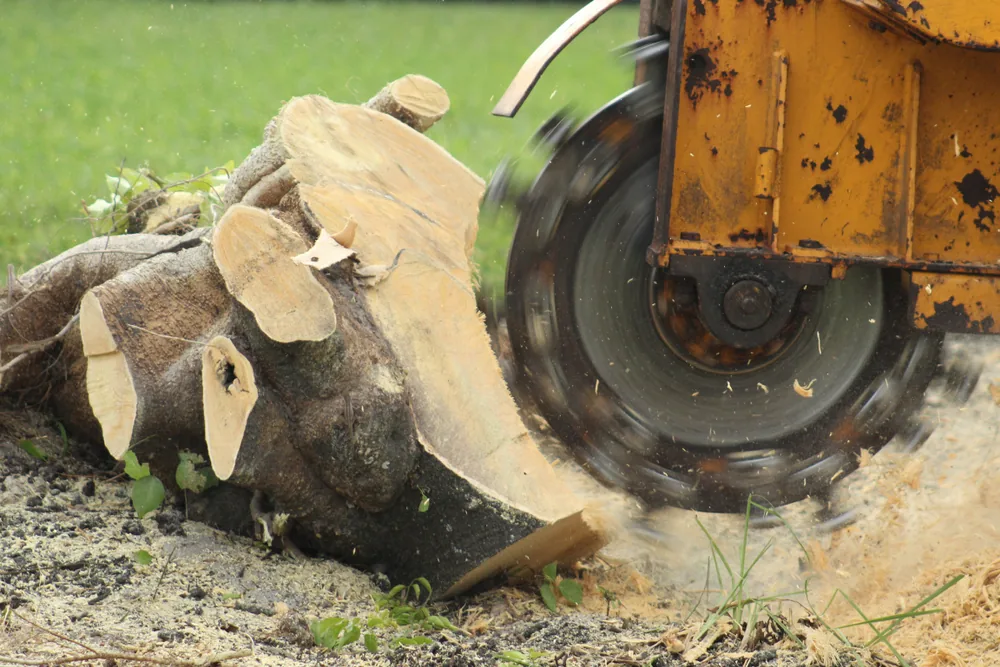 Stump grinder cutting a tree stump below ground level