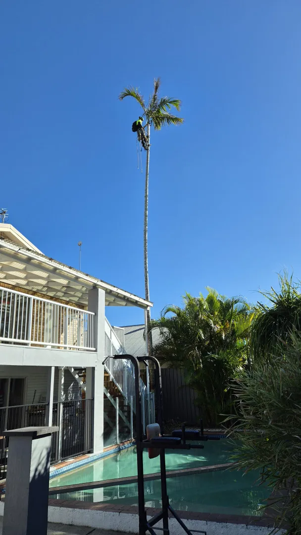 Arborist climbing a tall palm beside a residential pool on the Sunshine Coast