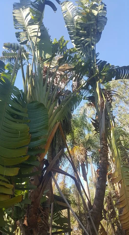 Arborist trimming fronds from a tall palm tree
