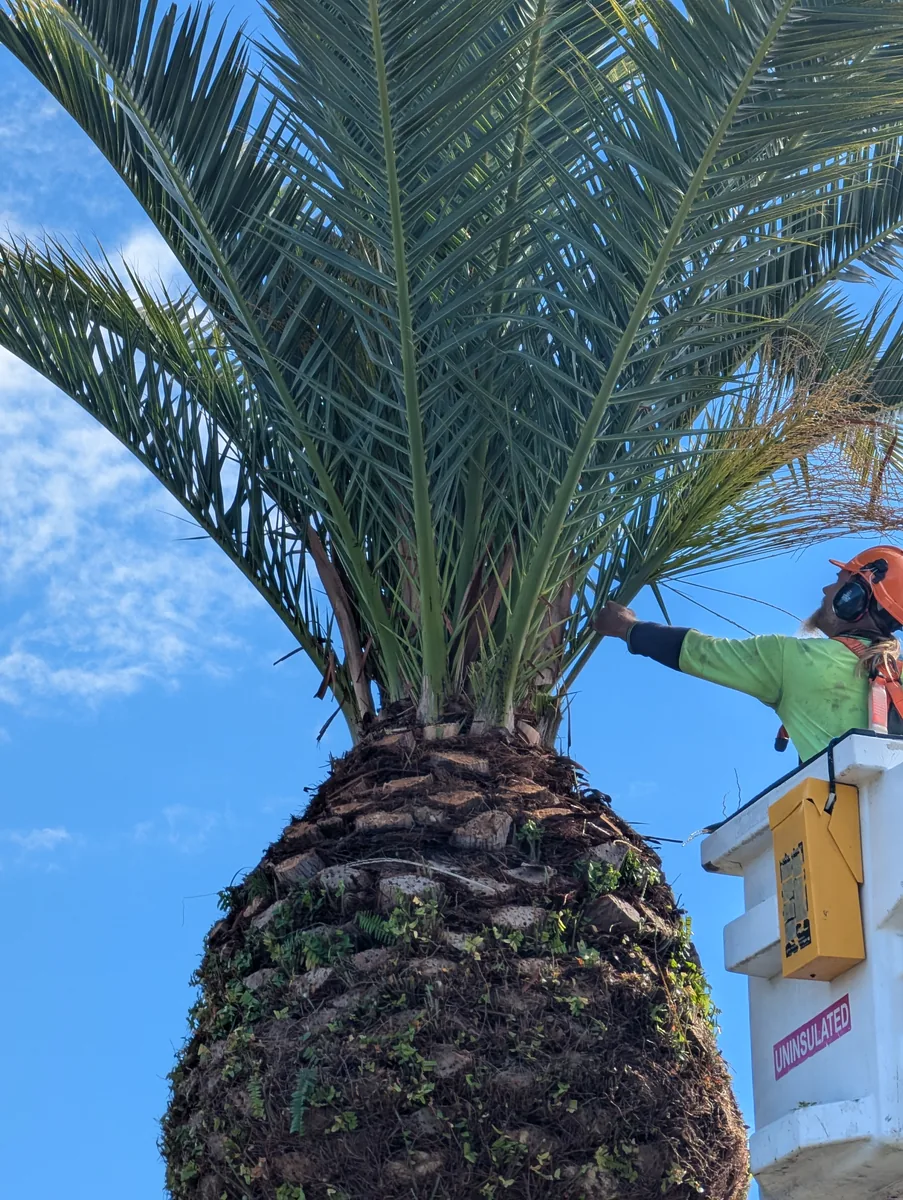 Palm trimming work in progress on a Sunshine Coast property