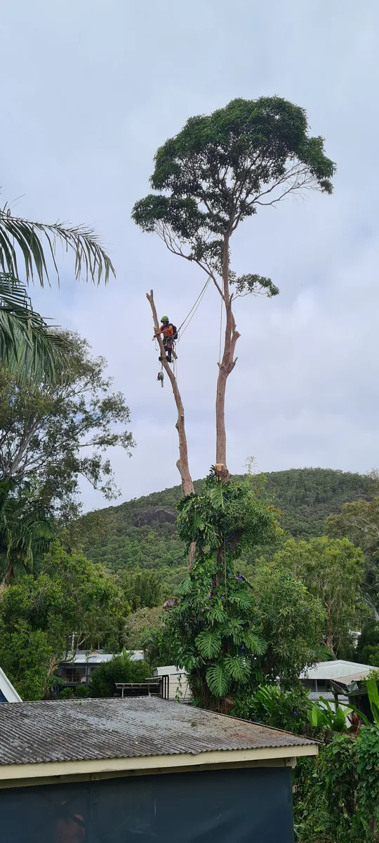 Level 3 Arborist shaping a tree canopy on the Sunshine Coast