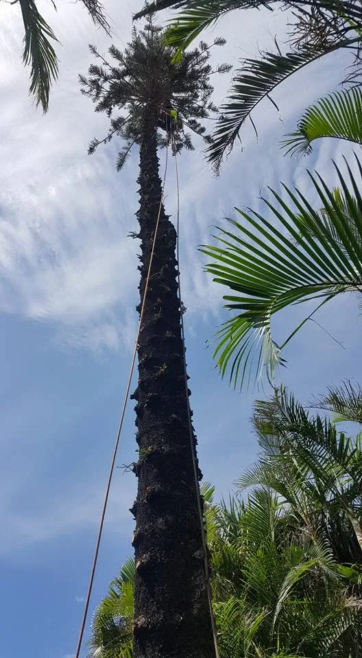Arborist trimming dead fronds from a palm on the Sunshine Coast