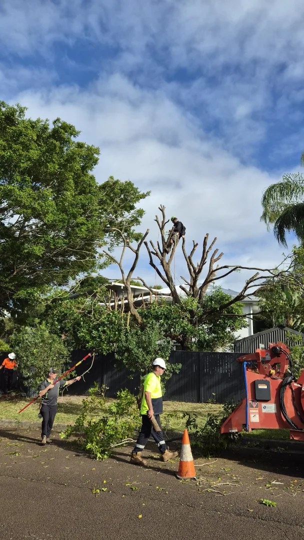 All Australian Tree Palm and Garden Services crew carrying out a tree removal on the Sunshine Coast