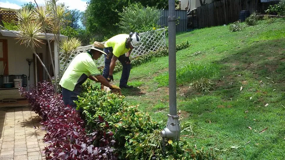 Sunshine Coast hedge being shaped and reduced to a clean line