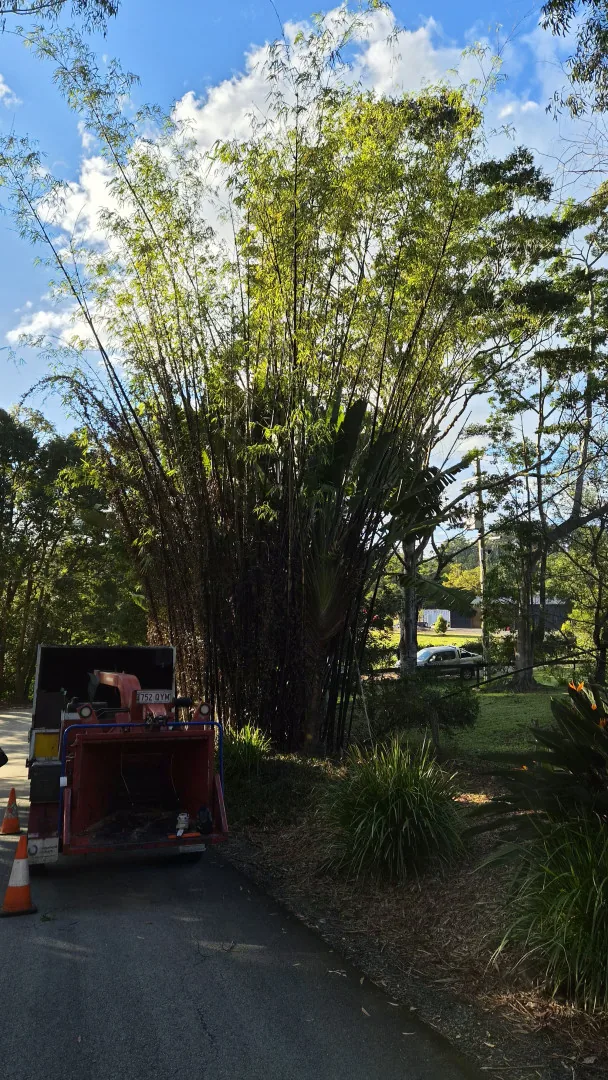 Red wood chipper parked beside a large bamboo clump on a Sunshine Coast property