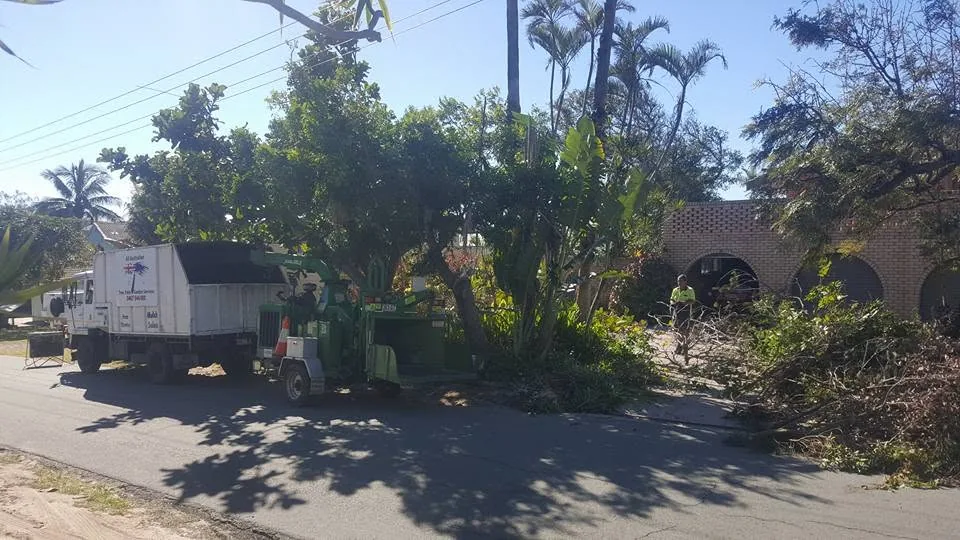 Arborist felling a large tree on a Sunshine Coast property