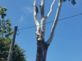 Tree on Powerlines